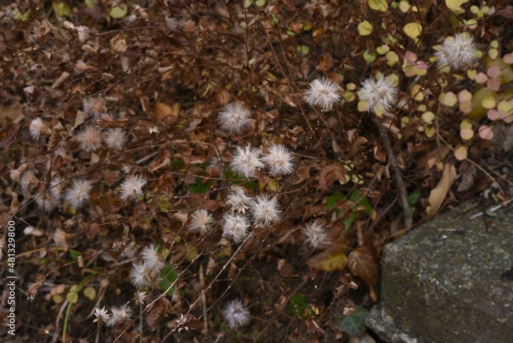Pertya scandens fluff and seeds. Asteraceae deciduous shrub. The flowering season is from October to November. Pertya scandens fluff and seeds. Asteraceae deciduous shrub. The flowering season is from October to November.