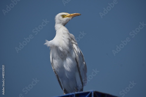great blue heron