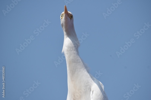 seagull in the sky