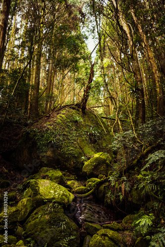 tree in the rock