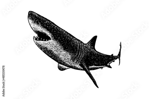 great white shark hand drawing vector illustration isolated on white background