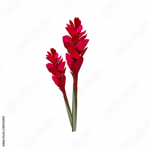 Ginger Flower, garden and house plant. Exotic herbal decoration plants. Floral exotic colored vector illustration