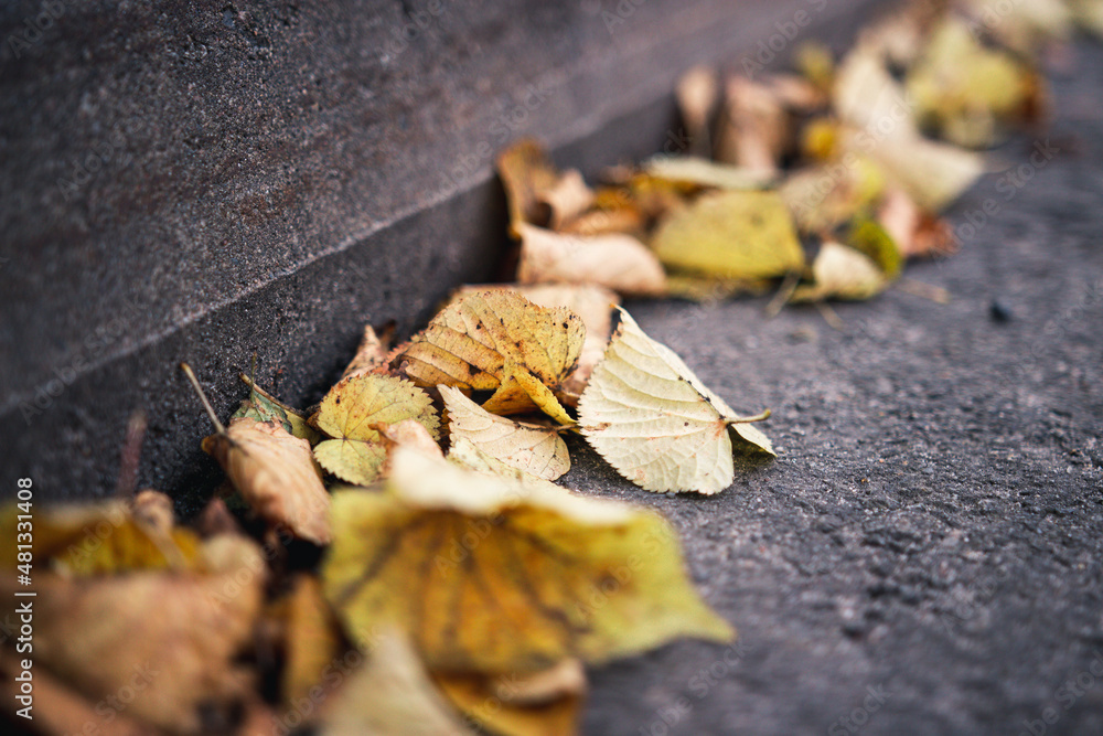 autumn leaves on the ground autumn leaves on the ground