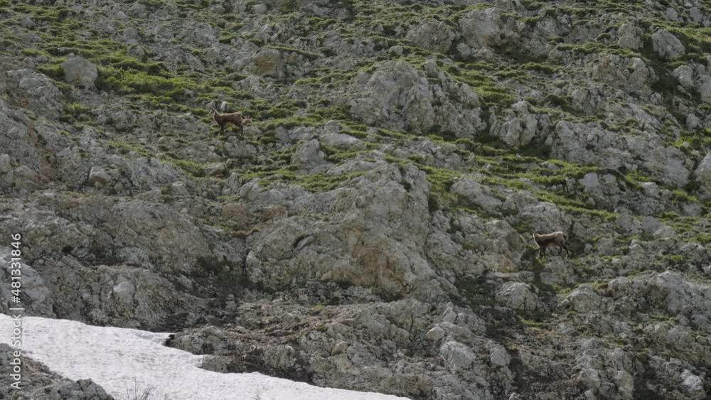 North Caucasus, Mount Oshten. Caucasian chamois (Rupicapra rupicapra caucasica) on the mountainside. North Caucasus, Mount Oshten. Caucasian chamois (Rupicapra rupicapra caucasica) on the mountainside.