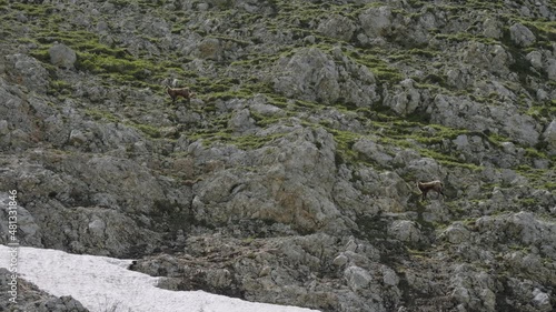 North Caucasus, Mount Oshten. Caucasian chamois (Rupicapra rupicapra caucasica) on the mountainside. photo