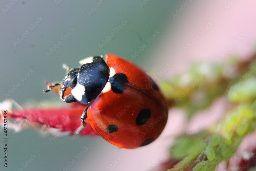 Obraz premium ladybug