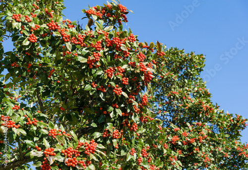 Close-up of red clusters berry of Lavalle Hawthorn Tree (Crataegus x lavallei Carrierei) Thorn or May-Tree in city park Krasnodar. Public landscape Galitsky park in sunny autumn 2021.   photo