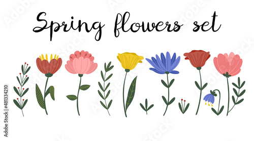 Set of beautiful spring flowers, isolated vector illustration