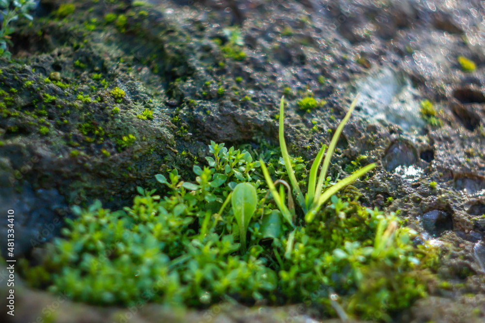 Group of small plants growing in the hole of tuff stone,Biodiversity and Symbiosis .natural biology.Photosynthesis Group of small plants growing in the hole of tuff stone,Biodiversity and Symbiosis .natural biology.Photosynthesis