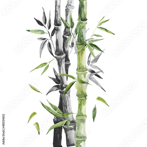 Watercolor and ink bamboo composition isolated on white background. Hand drawn illustration.