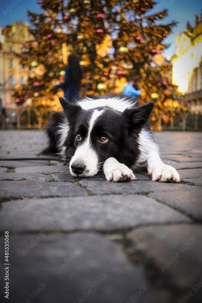 Sweet Border Collie Lies Down on Grey Cobblestone in Prague City Center. Cute Black and White Dog with Christmas Tree in the Background.
