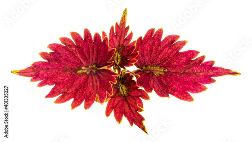 Coleus or Painted Nettles leaves on white background, Red Painted nettle or Plectranthus scutellarioides on white with clipping path.