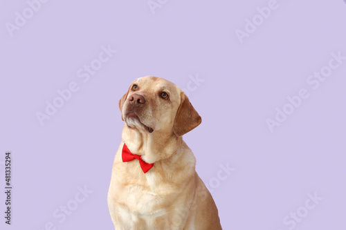 Cute Labrador dog with bow tie on lilac background. Valentine s Day celebration