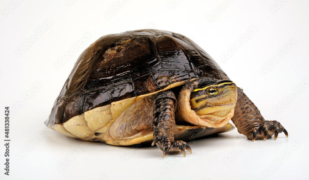 Obraz premium Amboina box turtle // Amboina-Scharnierschildkröte (Cuora amboinensis) 