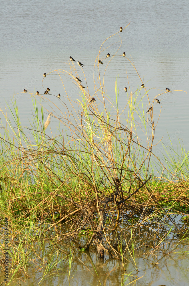 Swallow birds on the tree .Background is the nature river Swallow birds on the tree .Background is the nature river