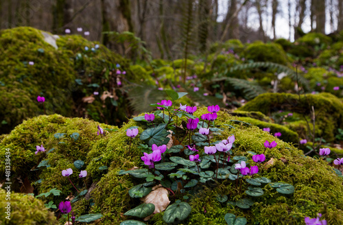 beautiful purple flowers on stones in the forest