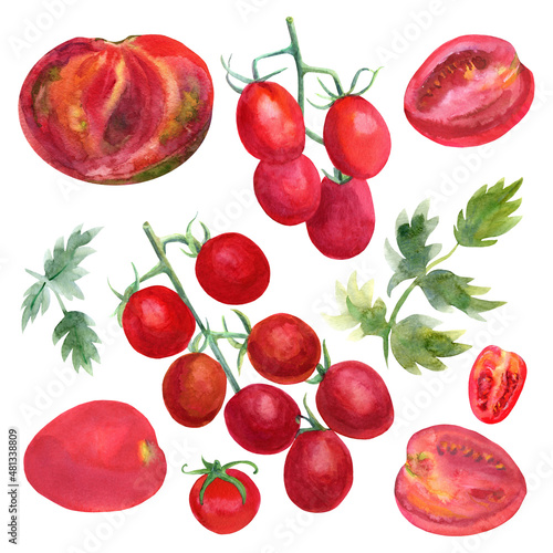 Watercolor tomato set. Sliced  whole tomatoes and parsley leaves isolated on a white background.