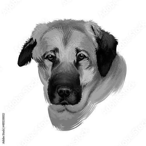 Anatolian Shepherd Dog digital art watercolor illustration, pet loss concept. Anatolian Shepherd dog muscular breed with thick neck, broad head, and sturdy body, white cream color portrait photo