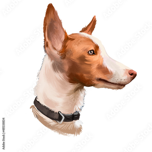 Andalusian Hound dog digital art illustration isolated on white background. Dogs similar to Iberian breeds such as the Ibizan Hound, the Portuguese Podengo, the Podenco Canario and the Maneto