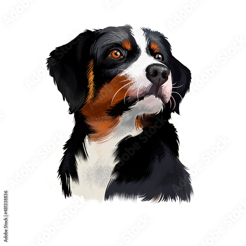 Appenzeller Sennenhund dog digital watercolor hand drawn pet portrait. Medium-size breed regional breeds of Sennenhund-type dogs. Heavy, molosser-like build and a distinctive tricolour coat.