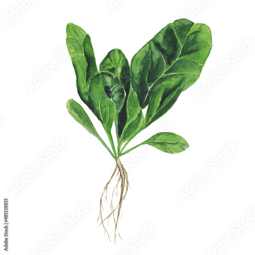 Watercolor Spinach with root isolated on white background. Greenery hand drawing illustration. Fresh green leaf for salad. Healthy food.