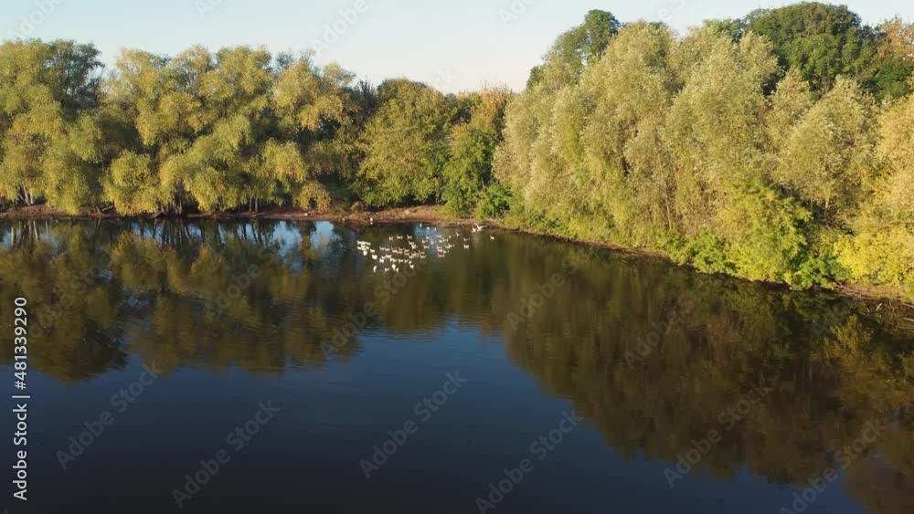 Domestic geese and ducks on morning pond, aerial view Domestic geese and ducks on morning pond, aerial view