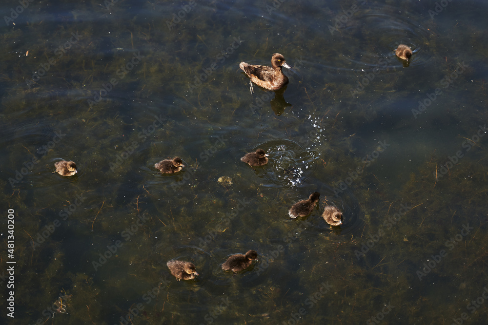 duck and little ducklings in the lake duck and little ducklings in the lake