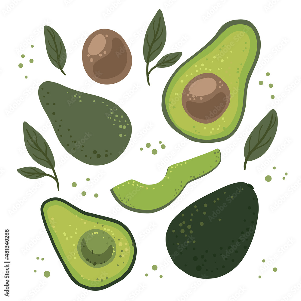 Bright juicy avocados of different sizes with leaves, seeds and slices. Vector illustration isolated on a white background. Vector illustration Bright juicy avocados of different sizes with leaves, seeds and slices. Vector illustration isolated on a white background. Vector illustration