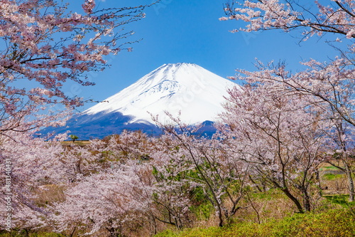 富士山と桜　静岡県裾野市今里にて © photop5