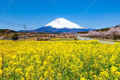 富士山と菜の花 静岡県裾野市今里にて