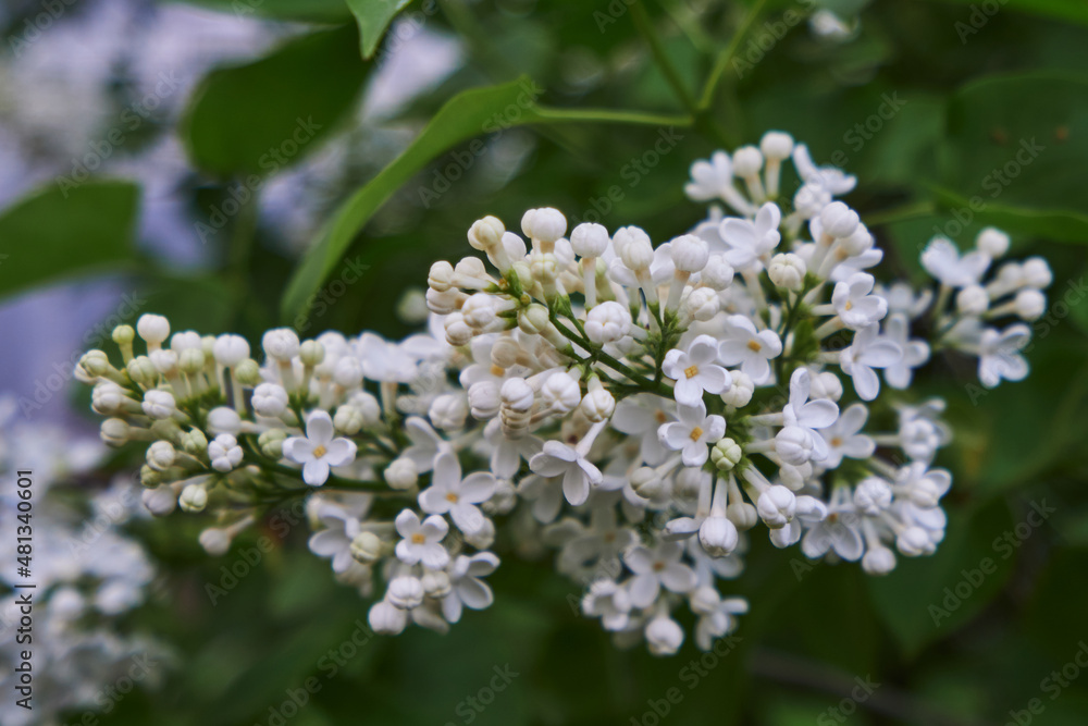 branch of white lilac with flowers on a green bush branch of white lilac with flowers on a green bush