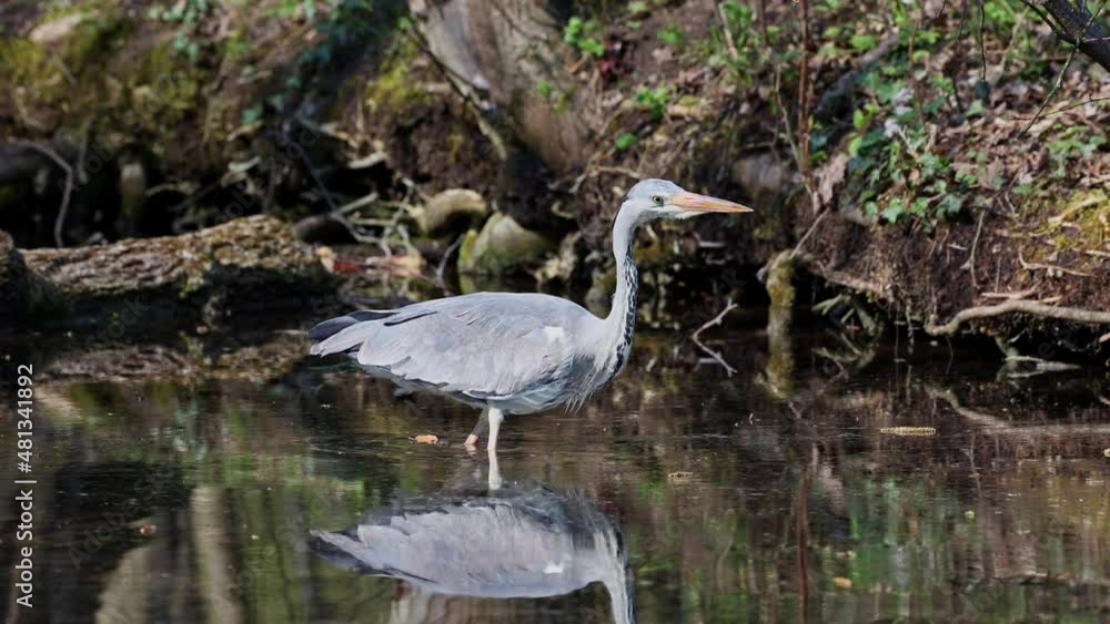 While fishing in the moving water this grey heron, Ardea cinerea successfully caught a fish. This is a long-legged predatory wading bird of the heron family, Ardeidae While fishing in the moving water this grey heron, Ardea cinerea successfully caught a fish. This is a long-legged predatory wading bird of the heron family, Ardeidae