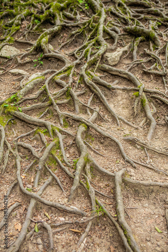 roots of a tree © Ирина Попова