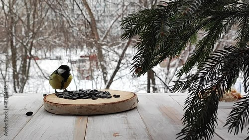 Tits fly up to the feeding trough for food in winter. Animal songbird protection environment care.