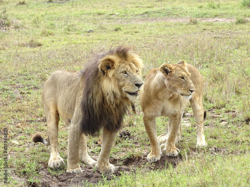 Naklejka premium lion and lioness