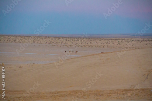 The Sahara Desert in Tunisia. © ALA