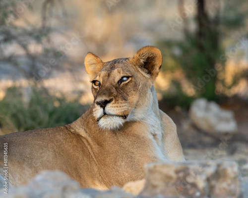A lioness with one blind eye resting in Kgalagadi Transfrontier Park in South Africa