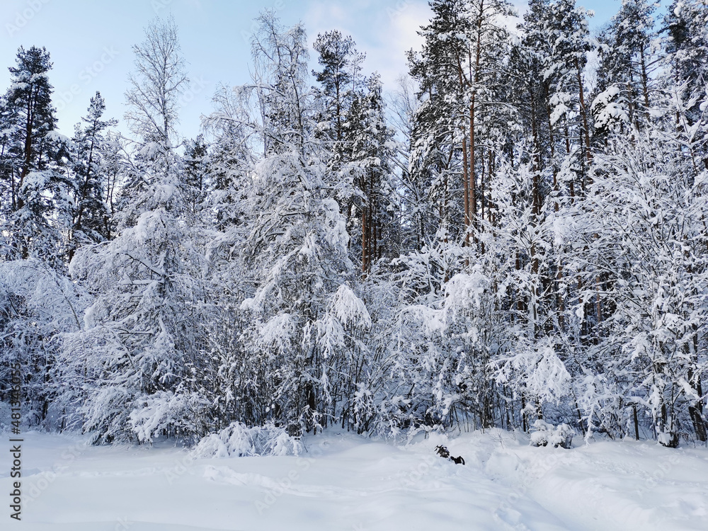Snow-covered branches of trees and bushes, bent down under the weight of snow, on a frosty winter day Snow-covered branches of trees and bushes, bent down under the weight of snow, on a frosty winter day