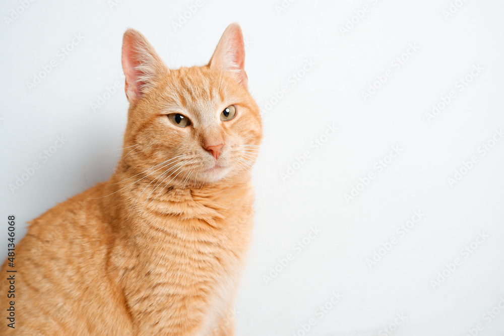 Portrait of a red cat. Satisfied cat on the background of a white wall. Pet at home. advertising animals goods banner concept. Portrait of a red cat. Satisfied cat on the background of a white wall. Pet at home. advertising animals goods banner concept.