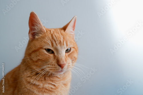 Portrait of a red cat. Satisfied cat on the background of a white wall. Pet at home. advertising animals goods banner concept.