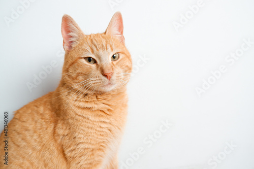 Portrait of a red cat. Satisfied cat on the background of a white wall. Pet at home. advertising animals goods banner concept.