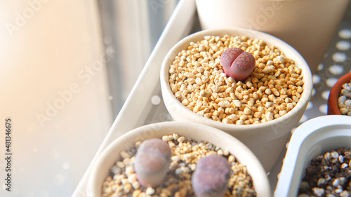 Lithops Lesliei Fred’s redhead or Living stone in clay potted on blurred bokeh background with copy space, Succulent plants that grows well in cool and clear weather, But does not like much water. photo