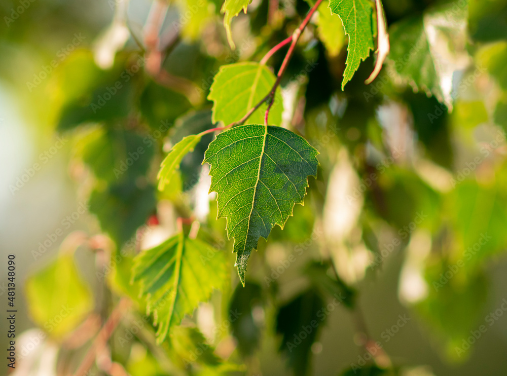 Leaf of a silver birch tree in Kullabergs naturreservat, Skåne, Sweden. Small green leaf of a wild birch. Birch leaves. Betula Leaf waving in the calm wind on a warm summer day. Golden light from side Leaf of a silver birch tree in Kullabergs naturreservat, Skåne, Sweden. Small green leaf of a wild birch. Birch leaves. Betula Leaf waving in the calm wind on a warm summer day. Golden light from side