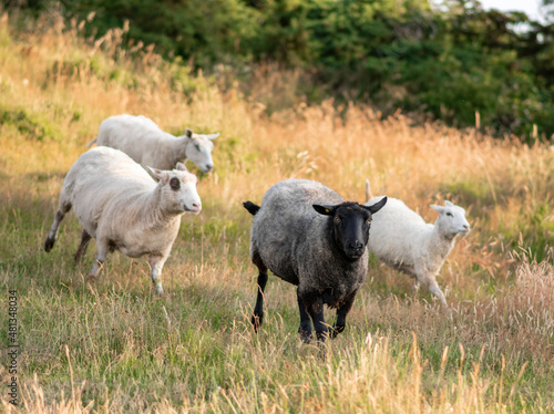Sheep running in the tall grass of Kullaberg national reserve, in Skåne, Sweden, during a warm sunny summer day. Black sheep among white sheep, blue sky behind. Får på Kullaberg, Skåne, Sverige