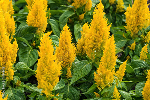 Yellow Celosia argentea in the garden with blurred background,selective focus.flower,flora,spring or Natural concept. photo