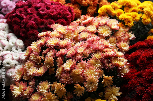 Beautiful different color Chrysanthemum flowers as background