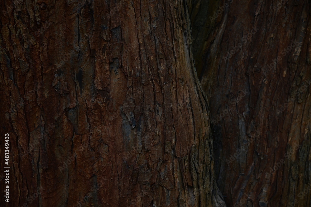 tree bark texture tree bark texture