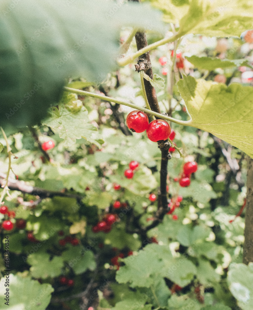 Obraz premium Johannisbeeren hängen am Strauch