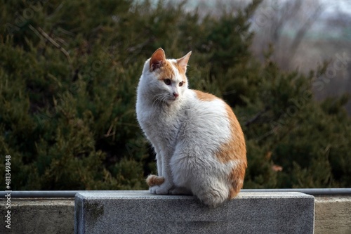 담장위의 얼룩 고양이