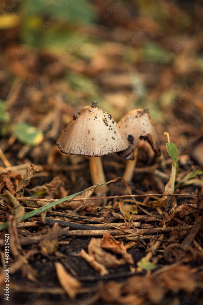 Photo of an old poisonous mushroom. Photo of an old poisonous mushroom.